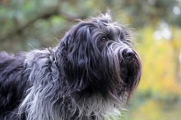 Closeup portrait of a Dutch Sheepdog (Schapendoes)