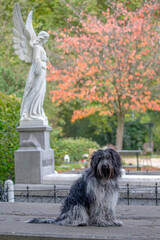 Closeup portrait of a Dutch Sheepdog (Schapendoes)