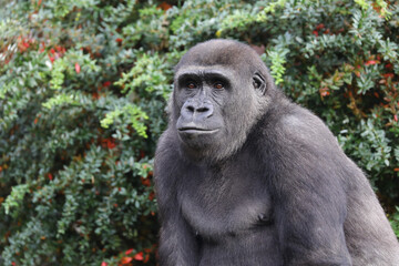 Obraz premium Western Lowland Gorilla in green forest