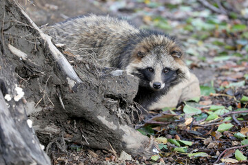 common raccoon (Nyctereutes procyonoides) in forest