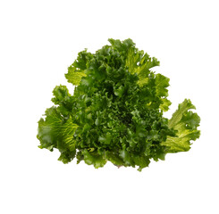 Salad leaves Bio lettuce isolated on white background.