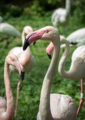 Several Pink Flamingos with the scientific name "Phoenicopteridae"