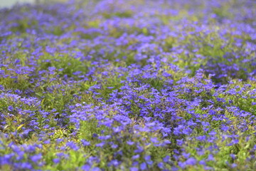 Obraz premium lavender field in region