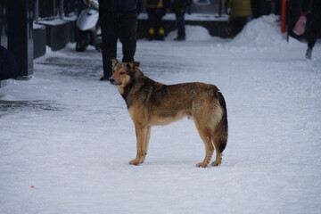 german shepherd dog on snow