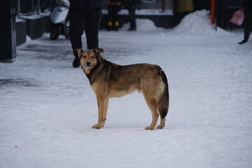dog in snow