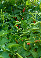 Chili Plant in the vegetable garden
