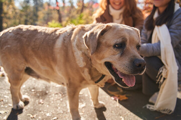 Cute labrador dog standing at the autumn park while walking with his owners