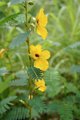 Annual partridge pea (Chamaecrista fasciculata) in flower (bloom)