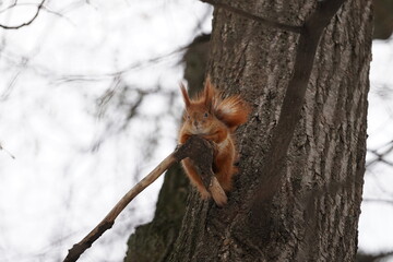 squirrel in the tree