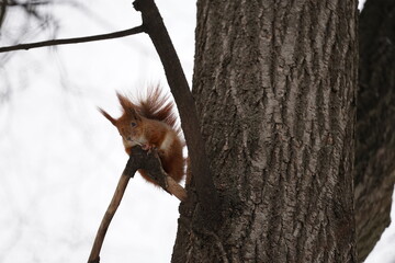 squirrel on a tree