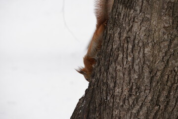 squirrel on tree