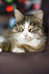 Portrait of pretty cat looking at camera, close up