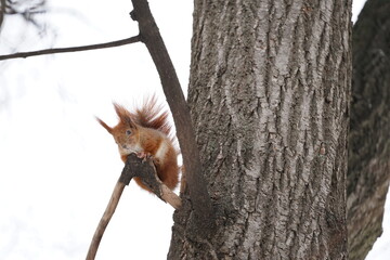 squirrel on a tree