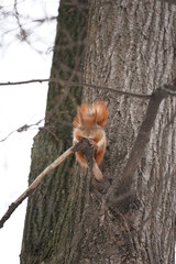 squirrel on tree