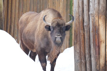 american bison