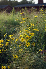 Tall coreopsis (Coreopsis tripteris) in flower (bloom)
