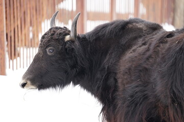 Close up bull