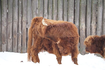 highland cow in winter