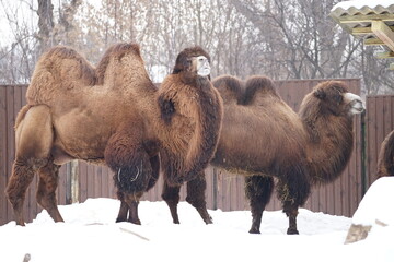 camel in the zoo