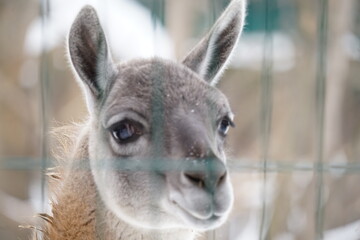 portrait of a llama