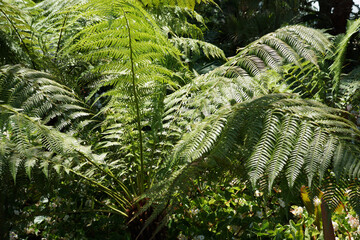 An image of Australian tree fern (Dicksonia antarctica) © Nancy J. Ondra