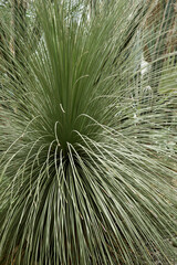 Image of Mexican grass tree (Dasylirion quadrangulatum, also known as Dasylirion longissimum)