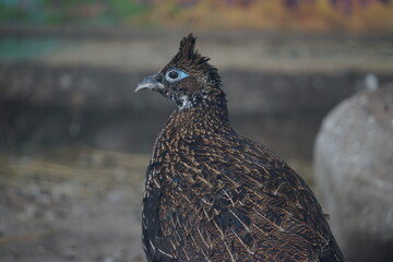 pheasant on the roof