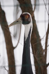 grey crowned crane