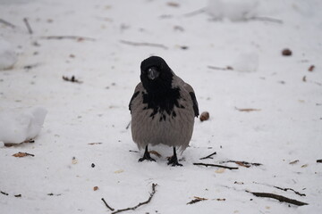 crow on the ground