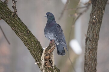 red winged blackbird