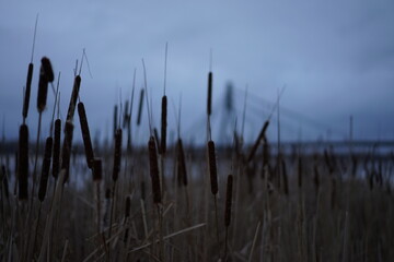 Obraz premium reeds at sunset