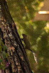Ardilla Sube Un Árbol