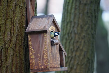 wooden bird house