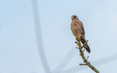 Female common kestrel (Falco tinnunculus) perched on a tree branch, isolated against a blue sky