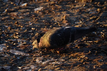 bird on the beach