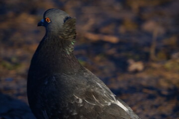 pigeon on the ground