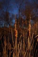 Fototapeta premium grass in the wind