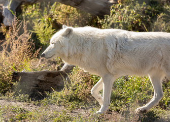 Obraz premium Arctic wolves -Canis lupus arctos- in captivity. Close-up of a white arctic wolf.