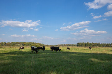 Cows on a green field grazing on a farmer's green grass. beautiful landscape with cows in the summer field.