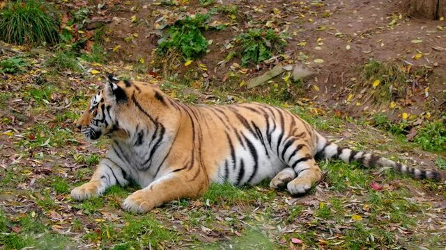 Siberian tiger (Panthera tigris altaica), big cat cub portrait in forest