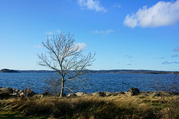 Fototapeta na wymiar Leafless tree standing alone on the shoreline.