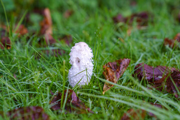 Amanita abrupta mushroom among autumn foliage.