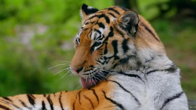 Siberian tiger (Panthera tigris altaica) licking its fur, cleanly big cat tongue