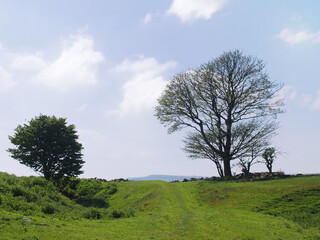 Fototapeta na wymiar spring trees in a high grass covered meadow looking over the calder valley and midgley moor in west yorkshire