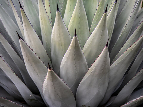 Parry's Agave blades in full-frame close up