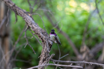 Fototapeta premium Hummingbird sitting on a branch