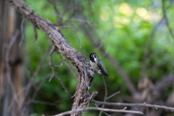 Fototapeta premium Hummingbird sitting on a branch