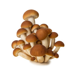 Mushrooms honey agarics Armillaria isolated on white background