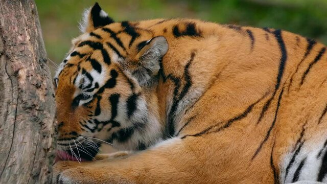 panthera, tigris, altaica, siberian, tiger, cat, feline, animal, wildlife, mammal, predator, carnivore, beast, asia, asian, orange, reddish, big, stripes, striped, fur, coat, white, rest, relax, siest