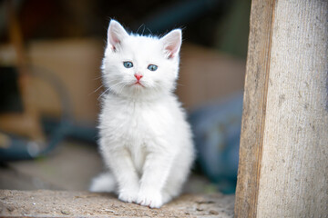 Funny blue-eyed white fluffy kitten is sitting on the doorstep of house. It is interesting for pet...